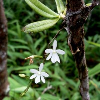Aerangis